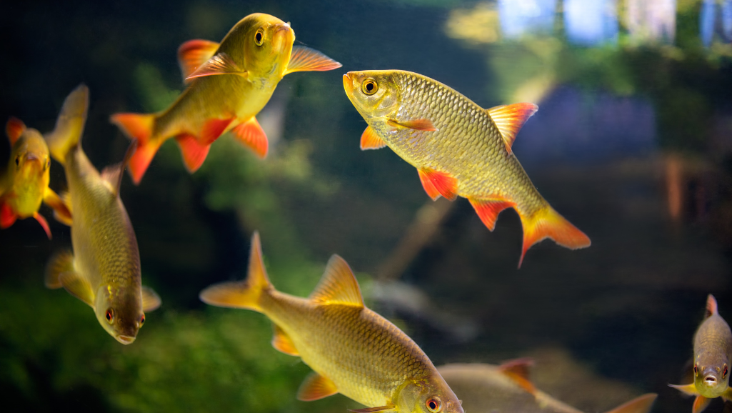 Healthy Glass Bloodfin Tetra tank setup