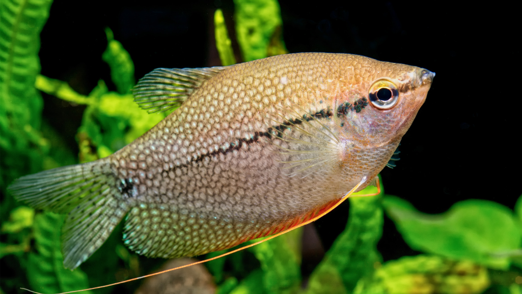 Honey Gourami aquatic zen garden
