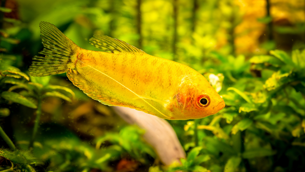 Embrace the Beauty of Honey Gourami Fish in Your Aquarium 1 Honey Gourami
