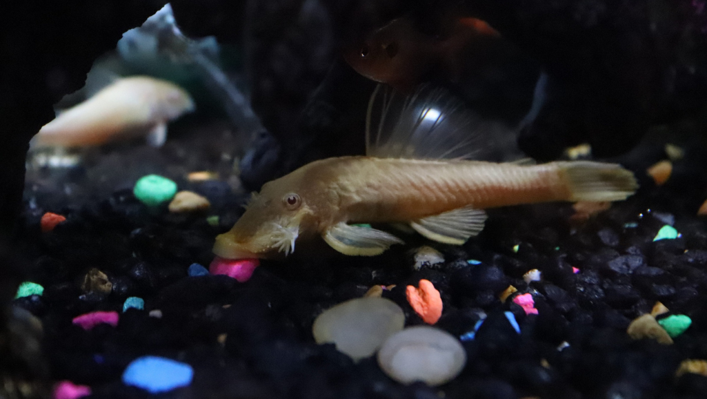 Hybrid Plecos