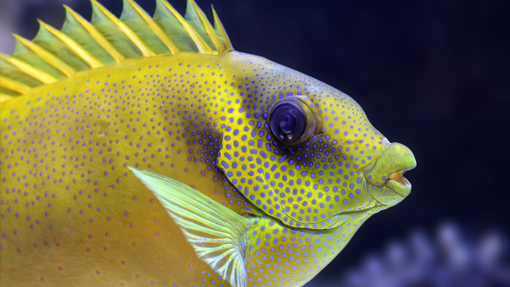 Ideal Tank Conditions for Freshwater Fish