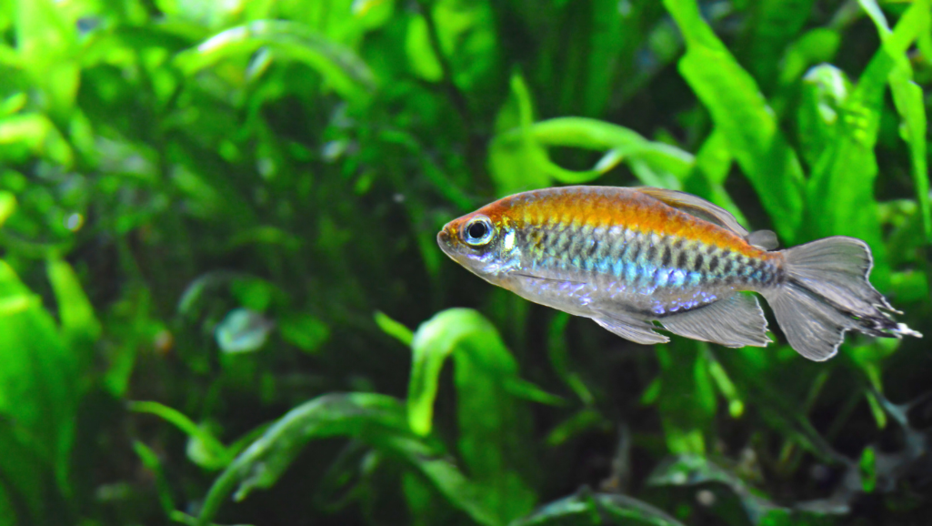 Identifying the Unique Traits of Serpae Tetras