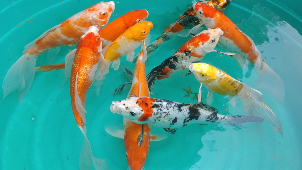 Koi Grower Automatic Solar Fish Feeder