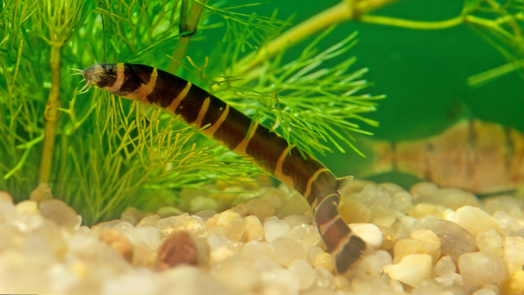 Kuhli Loach Water Quality