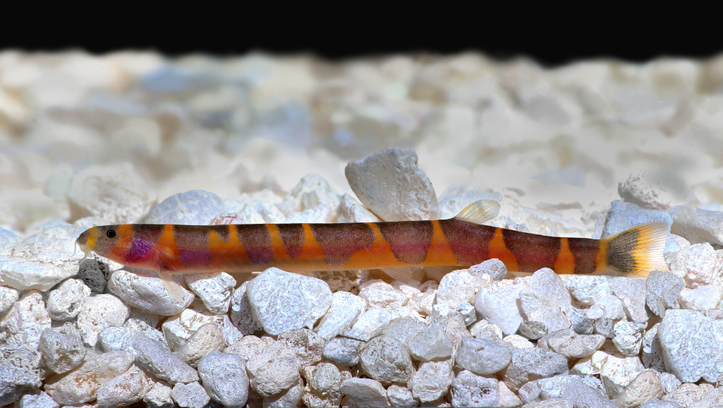 Kuhli Loach diet