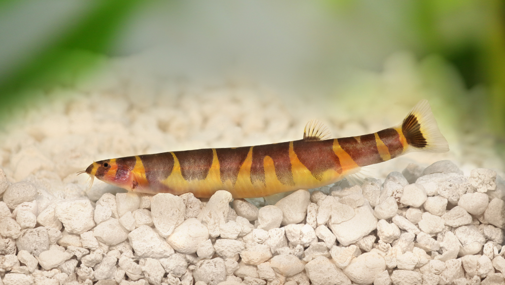 Kuhli Loach in aquarium