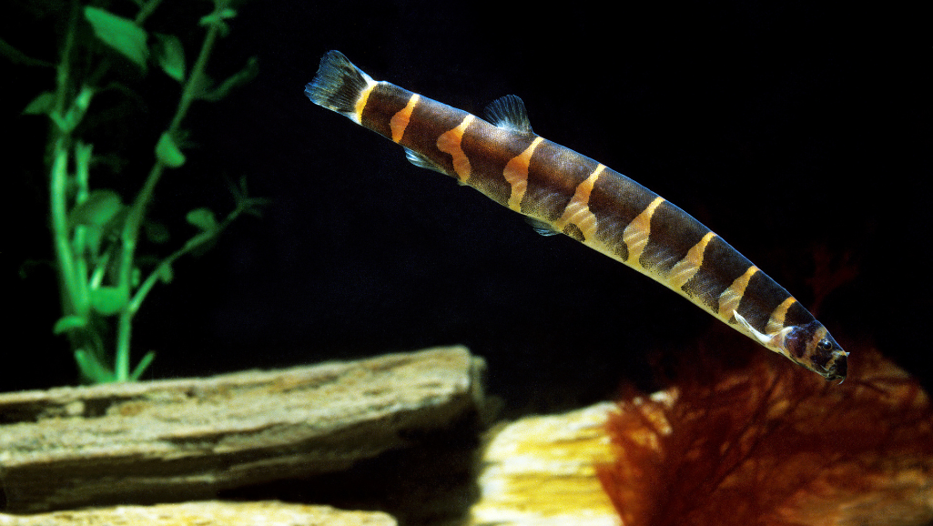 Kuhli Loach in natural habitat aquarium setup