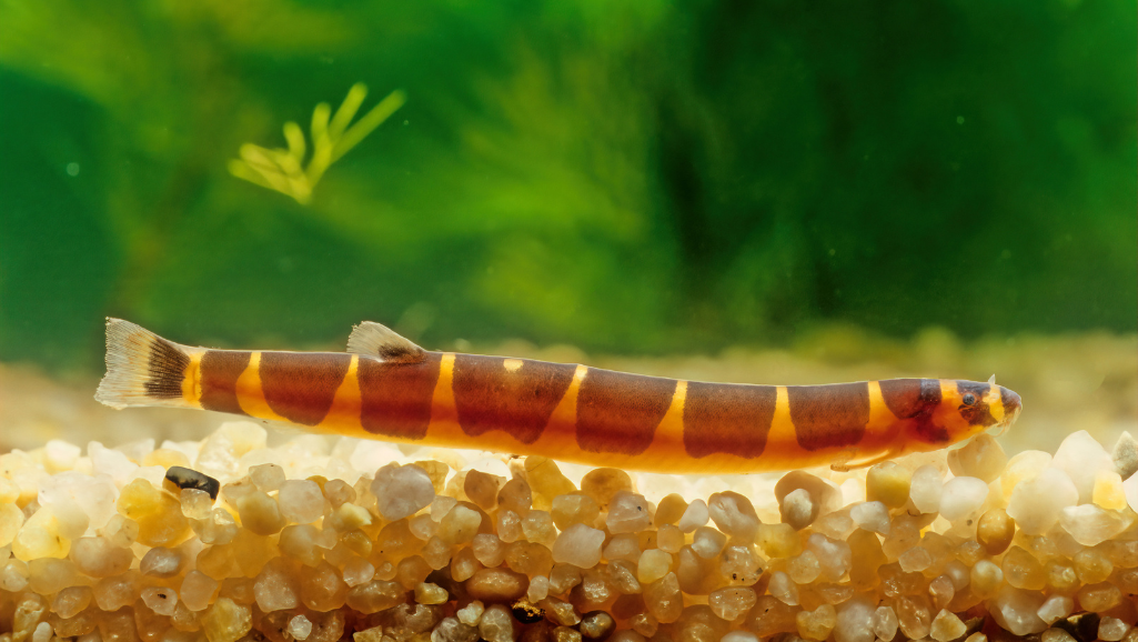 Unlock the Secrets of Kuhli Loach Fish Care & Tips 1 Kuhli Loach