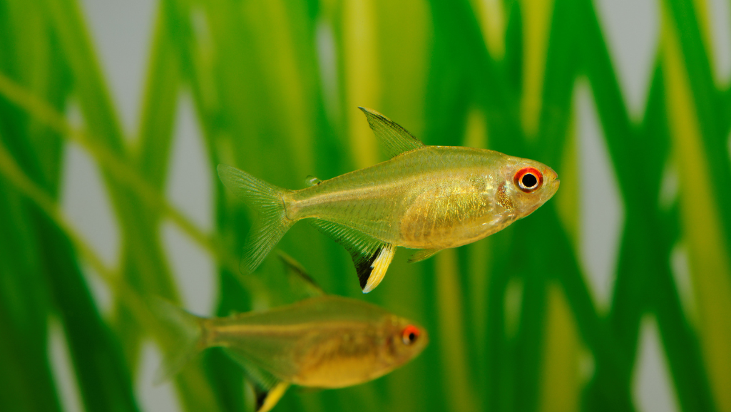 Lemon Tetra care guide