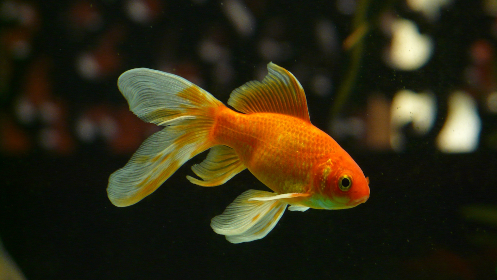 Making of GloFish
