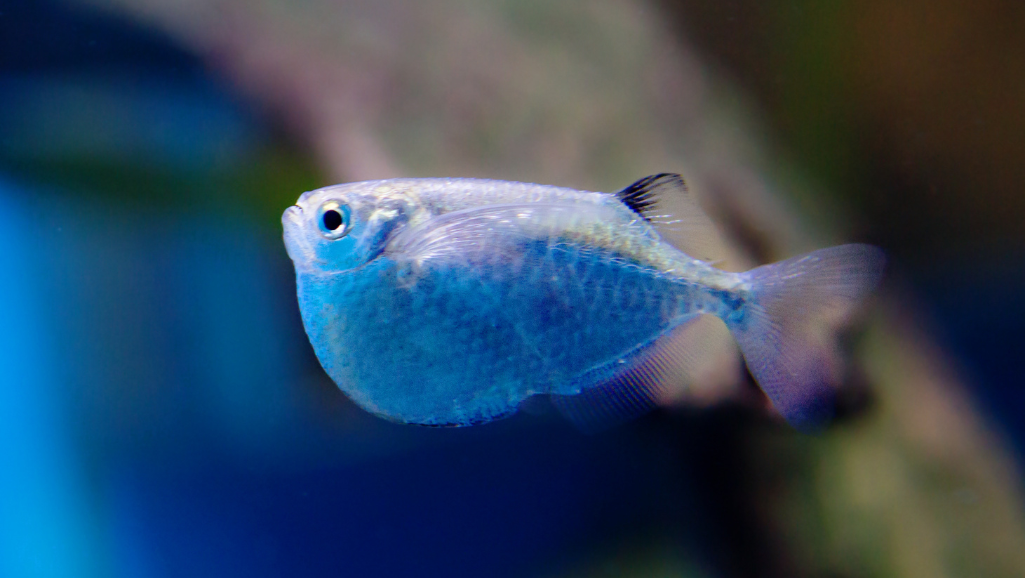 Natural Habitat of Hatchetfish