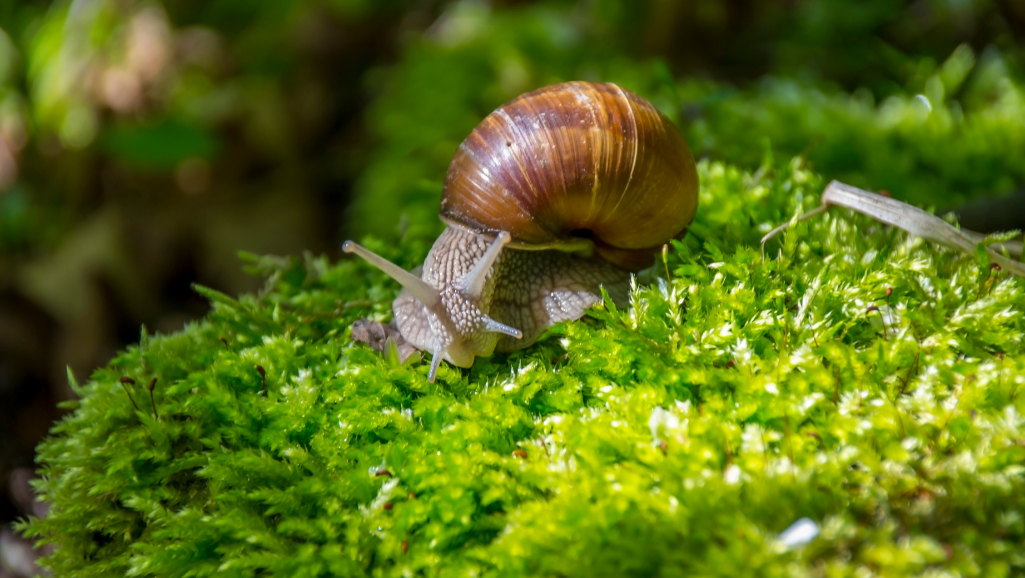 Nerite Snail Care