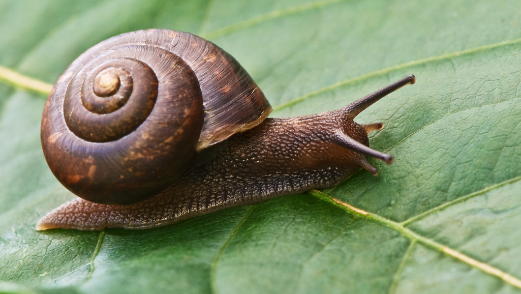 Nerite Snail Interactions