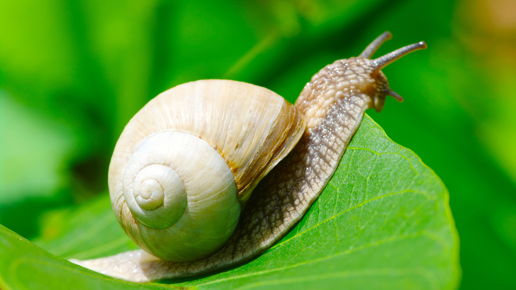 Unlock the Secret World of Nerite Snails in Your Aquarium! 1 Nerite Snail