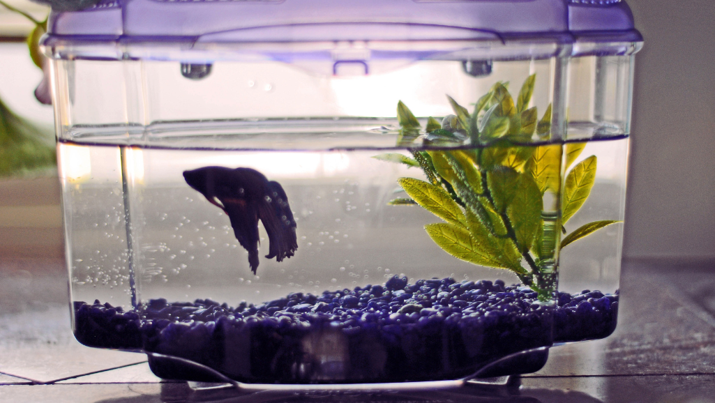 New Tank Syndrome in Fish Tank