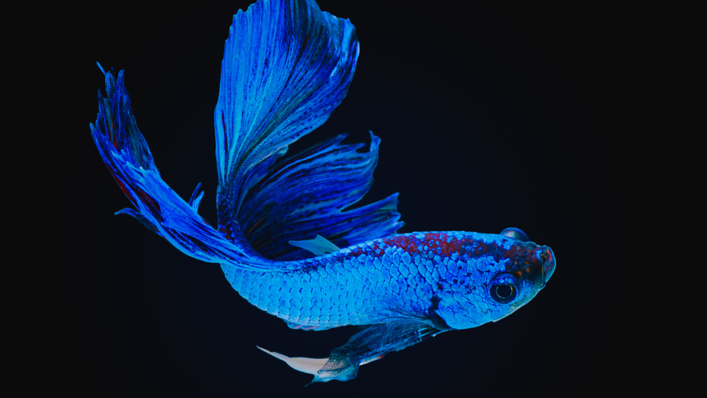Non-Aggressive Fish as Ideal Companions