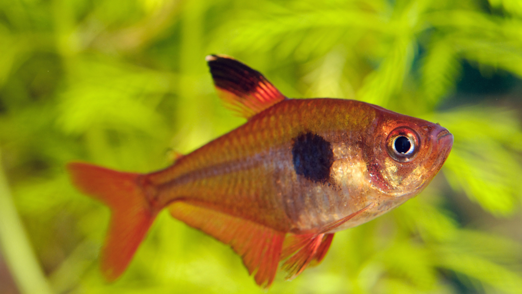 Nutrition for Thriving Serpae Tetras