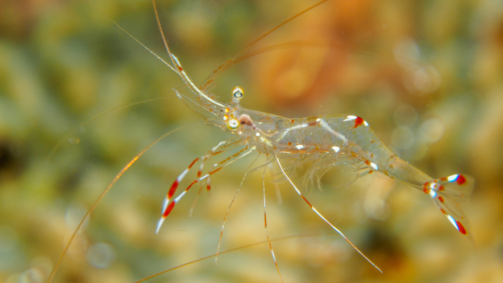 Optimal Tank Setup for Ghost Shrimp