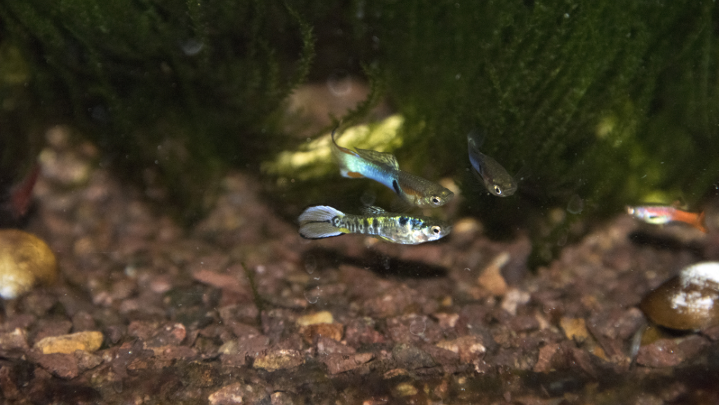 Optimal tank conditions for Endler's Livebearer
