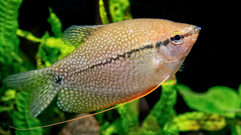 Pearl Gourami