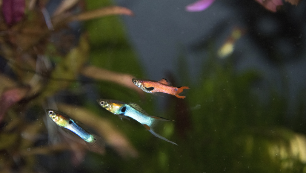 Perfect Habitat for Endler's Livebearer