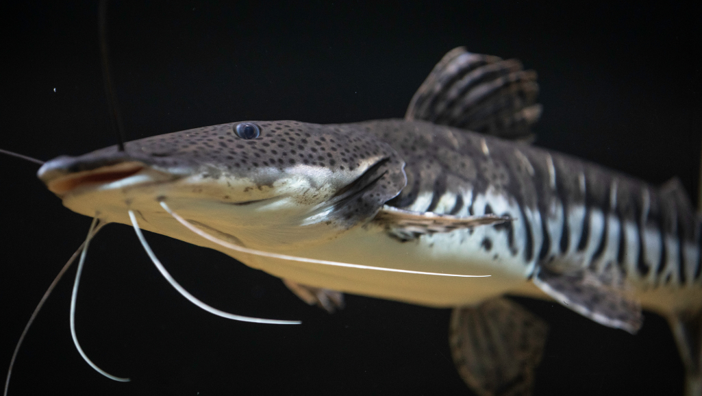Pictus Catfish feeding frenzy
