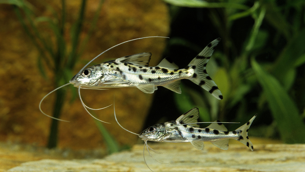 Pictus Catfish in a well-set tank environment