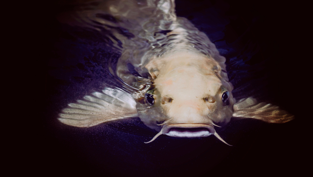 Pictus Catfish tank mates