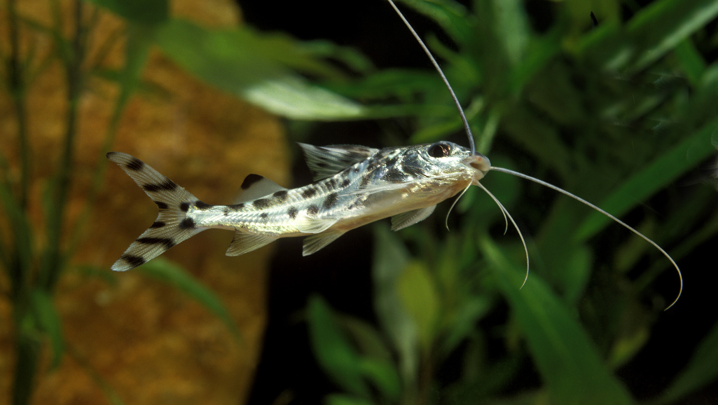 hPictus Catfish