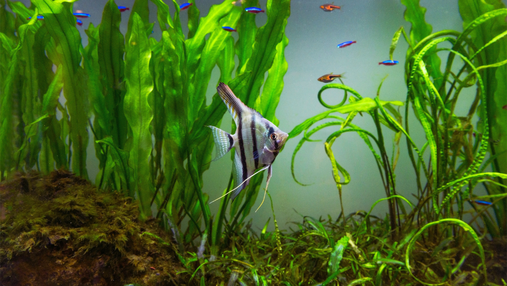 Preventing Fish Tank Ammonia Spikes