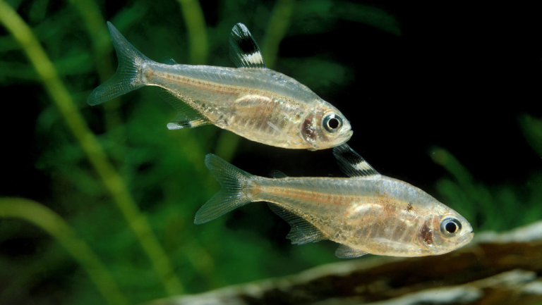 Discover the Serene World of Pristella Tetra Fish 1 Pristella Tetra