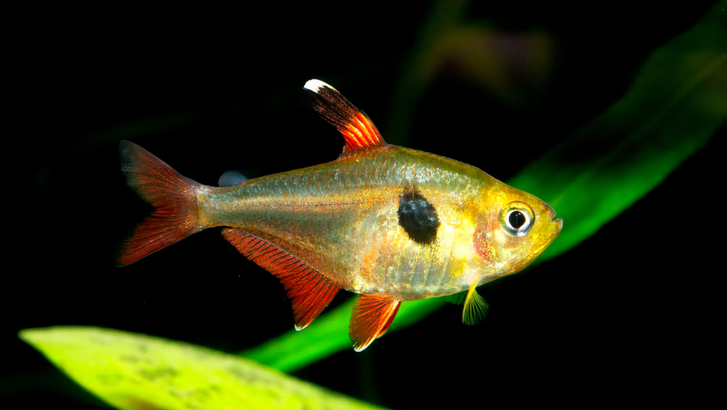 Pristella Tetra Community Tank