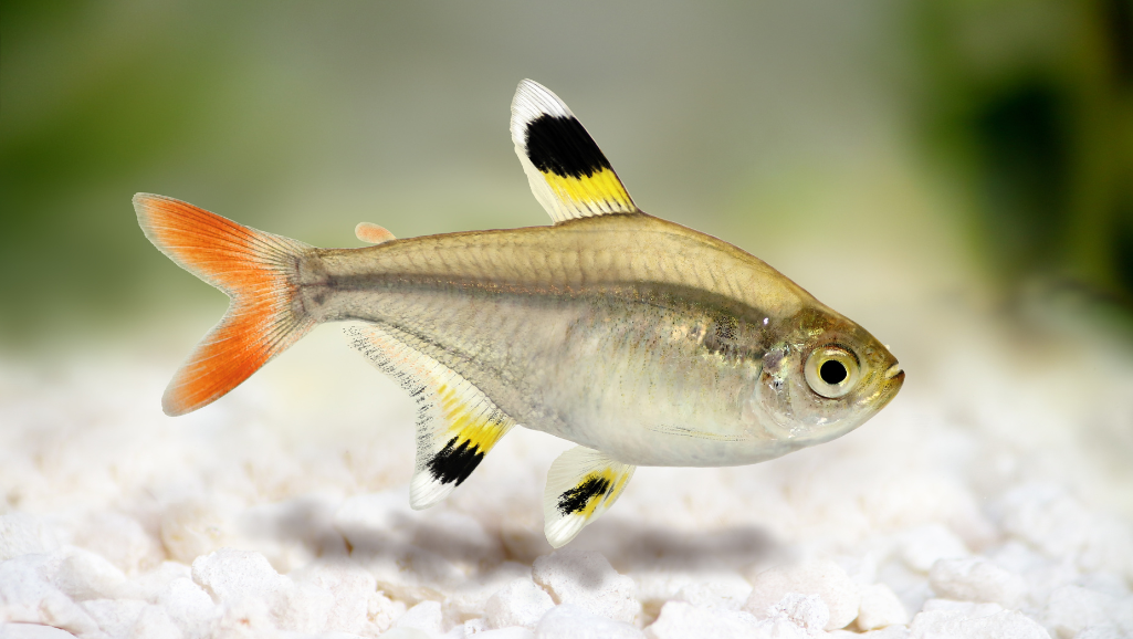 Pristella Tetra in Aquarium