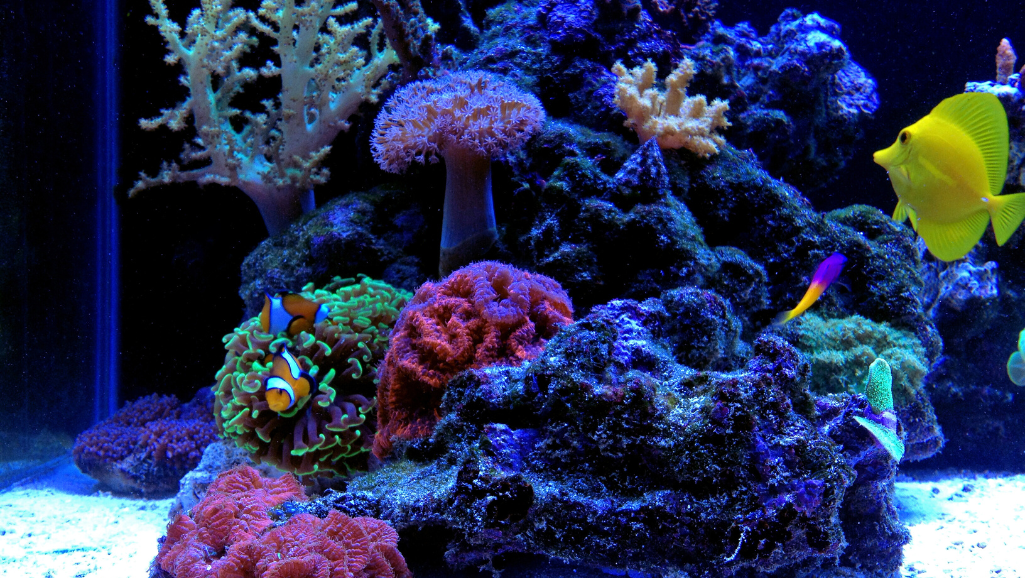 Reef Tank Aquascaping