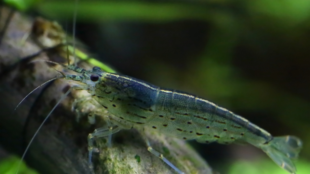 Role of Live Plants in Shrimp Tanks