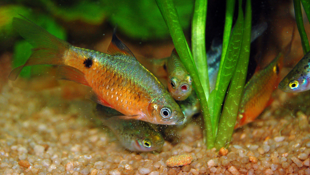 Rosy Barb Health and Diet