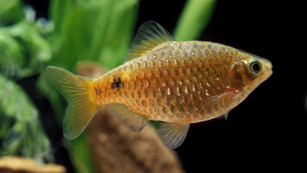 Embrace the Vivid Charm of Rosy Barb Fish! 1 Rosy Barb