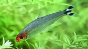 Rummy Nose Tetra