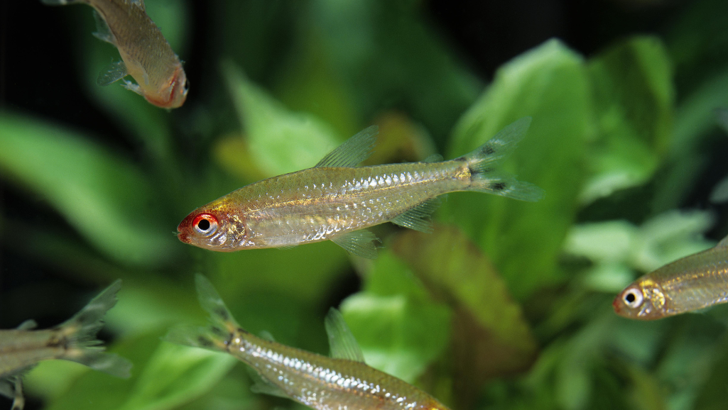 Rummy Nose Tetra habitat setup