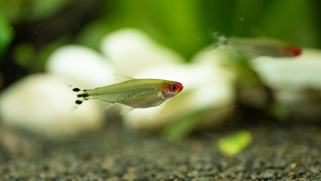 Rummy Nose Tetra water quality