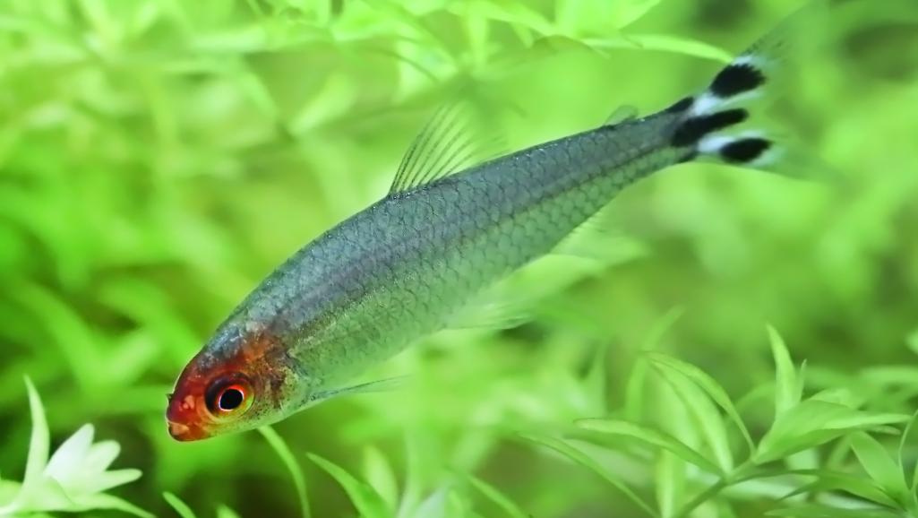 Rummy Nose Tetra
