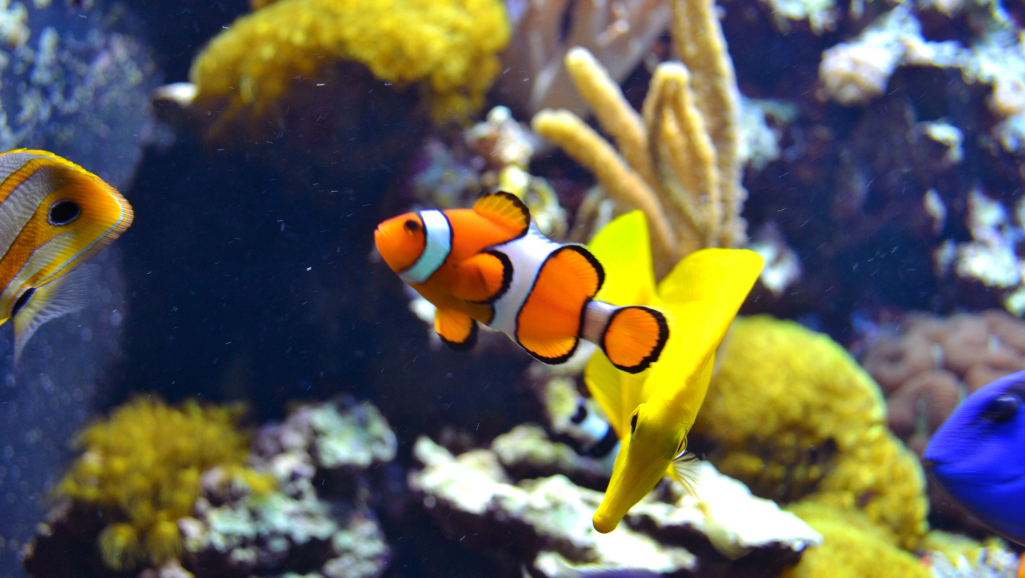 Science of Saltwater Fish Care