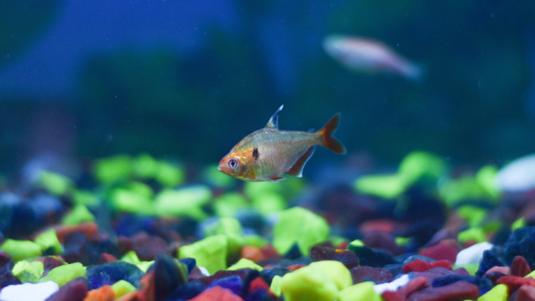 Discover the Vivid World of Serpae Tetra Fish Care 1 Serpae Tetra
