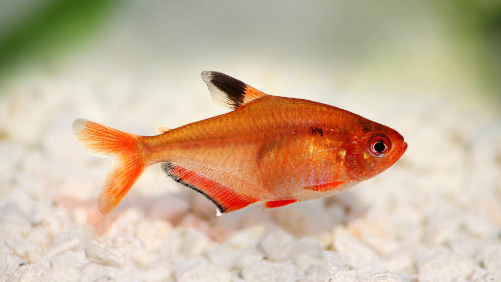 Serpae Tetra Care