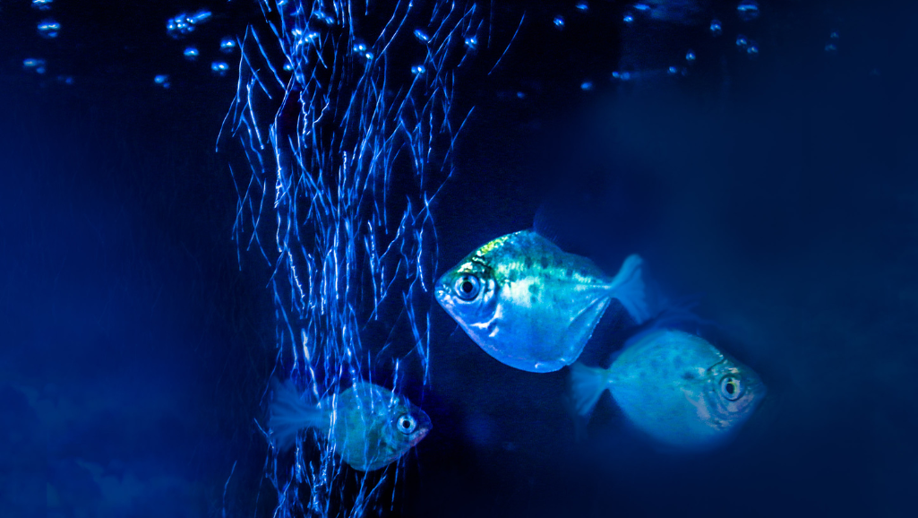Silver Dollar Fish Diet