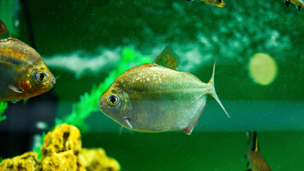 Silver Dollar Fish Health and Lifespan