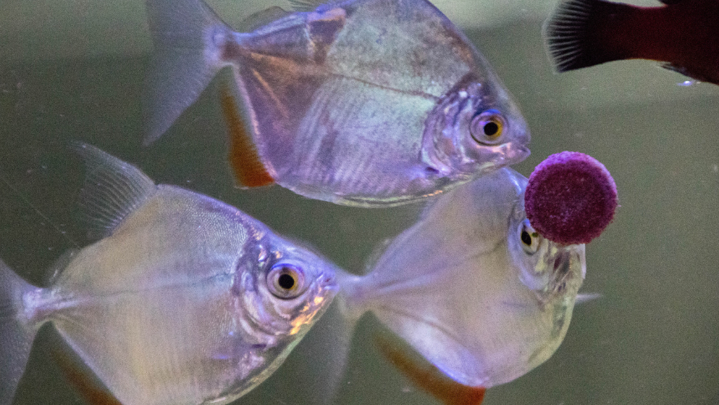 Silver Dollar Fish