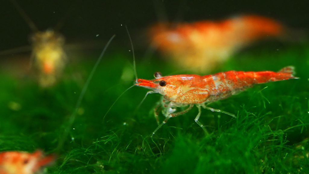 Social Life of Amano Shrimp