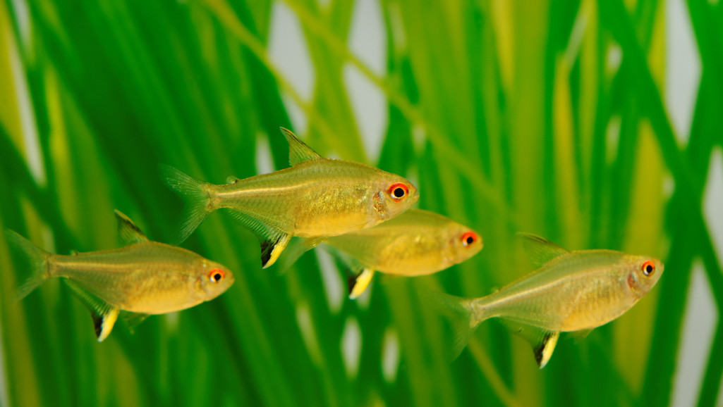Sustaining color vibrancy in Lemon Tetras