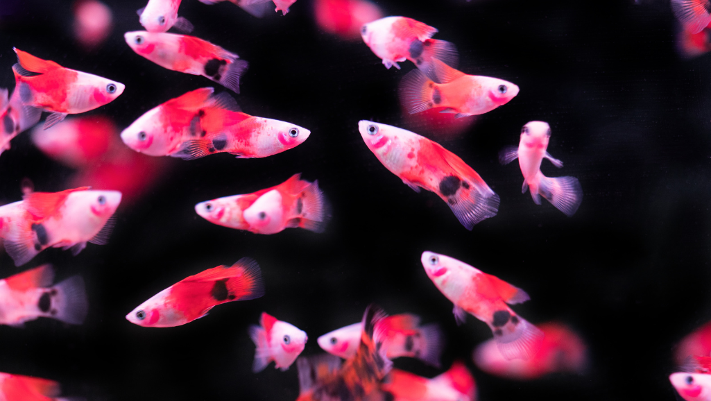 Swordtail Fish Varieties